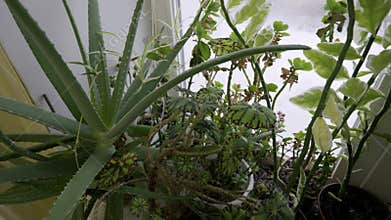 Aloe Vera and Potted Houseplants on an Indoor Windowsill