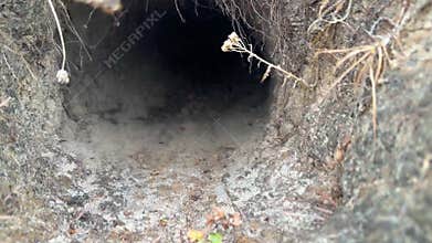 fox wild cunning smart animal builds deep holes