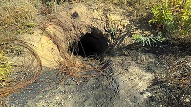 fox wild cunning smart animal builds deep holes
