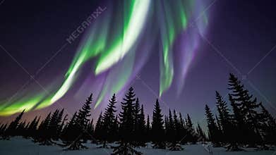 Nighttime aurora illuminates dark forest scene, Vivid aurora dances above tranquil winter landscape with pines, Bright