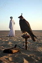 Arabian Falcon