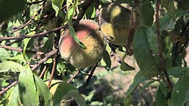 spoiled fruit on a tree. spoiled peaches. diseased tree. plant diseases.