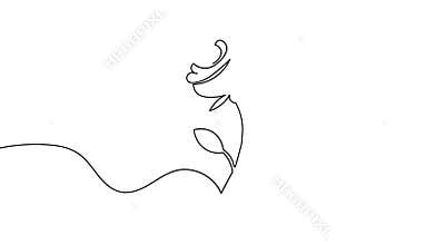 Rose flower one line art animation video