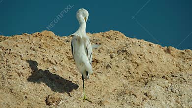 White reef heron preening feathers while standing on one leg on rocky coast in Egypt, calm coastal wildlife scene with