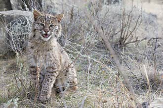 Bobcat rubbing on sage grass