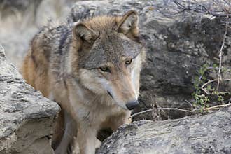 Curious eyes of timber wolf