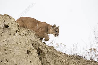 Mountain lion stalking towards prey