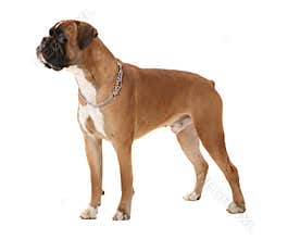 Boxer dog