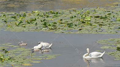 Mute swans with chicks. Cygnus olor. Spring