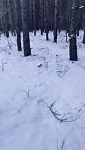 A man walks through a snowy forest, admiring the beauty around him.
