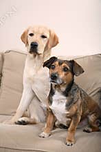 Two Dogs on a Couch