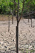 Apple tre on the dry cracked earth