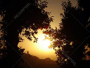 Sunset Trees