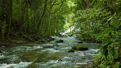 Forest, a small river near Chiang Rai, Thailand