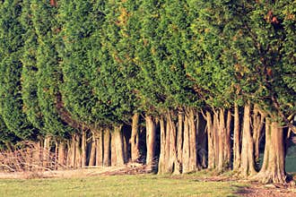 Group of tree canopies