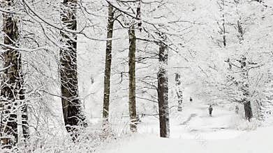 it is snowing heavily in the park, large flakes of snow are slowly falling on tree branches, people are walking dogs