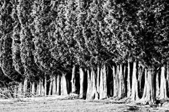 Group of tree canopies