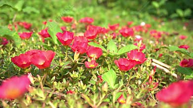bees are taking nectar from flowers