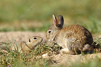 Rabbit and ground squirrel