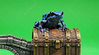 Azure Dart Frog on Treasure Chest with Green Screen Animated Throat Sac Expanding for Sound Effects and Educational Resource