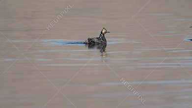 An eared grebe family with three young chicks