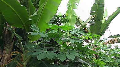 Tropical garden scene with banana and cassava leaves swaying in the strong wind.