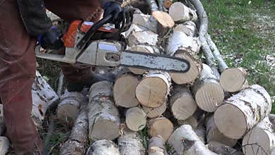 Cut birch firewood in farm with chainsaw