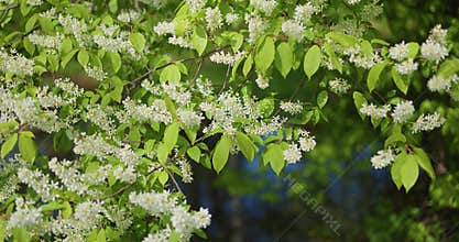 cherry blossom in close-up in clear weather