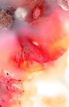 Preserved Flowers Five