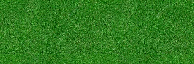 Grass field texture - seamless top view