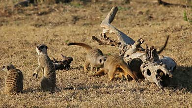 Playful meerkats