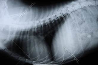 Dog x-ray