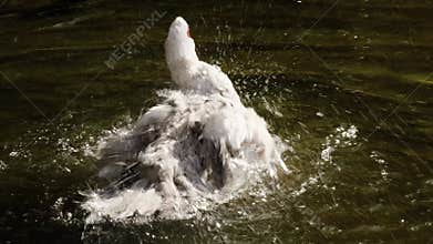 White Muscovy duck actively splashes and shakes water in a pond at Belgrade Zoo. Energetic bathing behavior of waterfowl captured