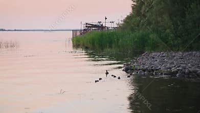 Ducks swim on the river bank at sunset