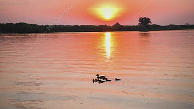 Ducks swim on the river bank at sunset