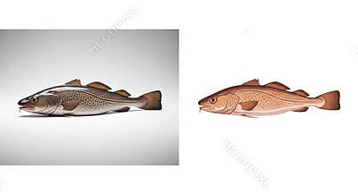 Atlantic Cod Fish Realistic and Stylized Illustrations on White Background seafood