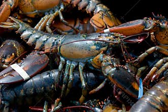 Maine lobster