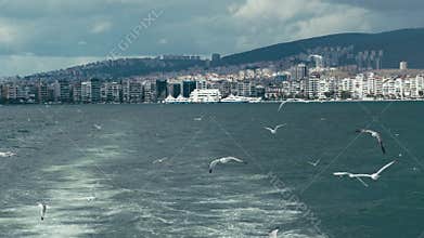 Seagulls following a ferry in Izmir Turkiye