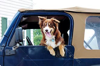 Australian Shepherd Dog hanging out the window of a jeep