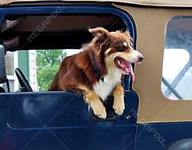 Australian Shepherd Dog hanging out the window of a jeep