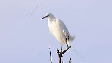 Snowy egret preening at the Sacramento nwr