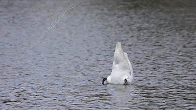 Mute swan, Cygnus olor swimming on a lake