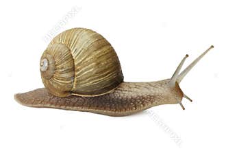 Snail