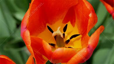Tulip Flower