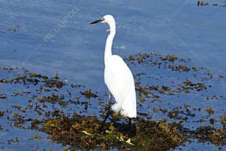 A Great White Pelican, Pelecanus onocrotalus, forages in shallow waters at low tide