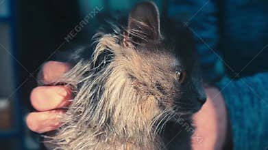 Cute cat close up. Homeless cat at animal centre. Cat waiting for adoption