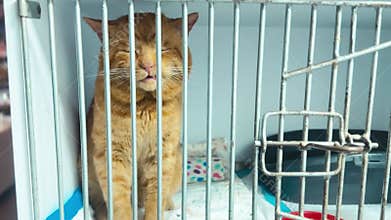 Red cat in animal shelter. Homeless cat in cage. Cat waiting for adoption