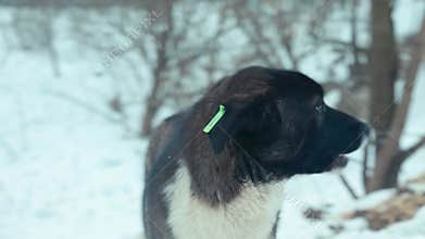 Dog in animal shelter. Homeless dog waiting for adoption