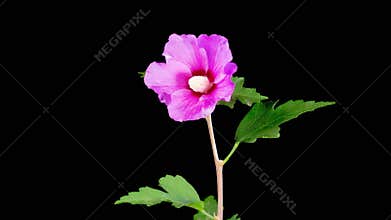 Opening Beautiful Pink Hibiscus Flower