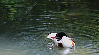 Common Shelduck, Tadorna tadorna swimming on the water